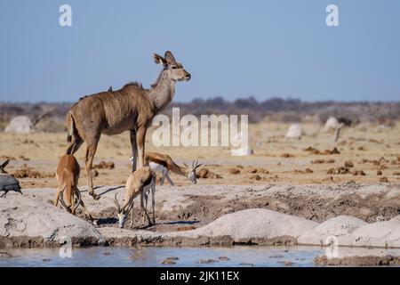 Kudu e Springboks al waterhole. Nxai Pan, Makgadikgadi Salt Pans, Botswana, Africa Foto Stock