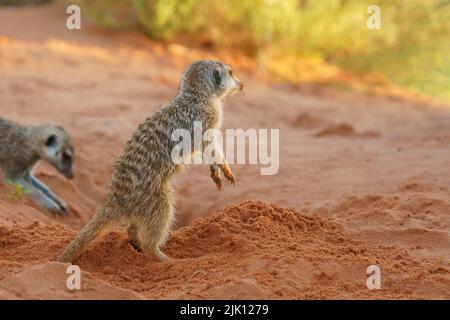 Baby meerkat (Suricata suricatta) è in posizione verticale. Kalahari, Transfrontier National Park, Sudafrica Foto Stock