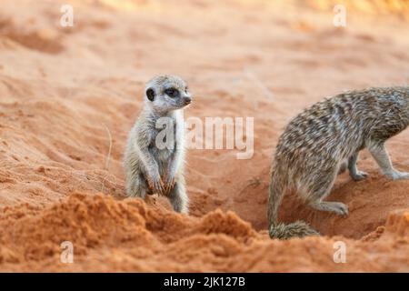 Baby meerkat (Suricata suricatta) è in posizione verticale. Kalahari, Transfrontier National Park, Sudafrica Foto Stock