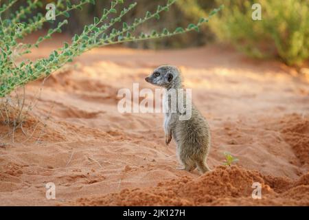 Baby meerkat (Suricata suricatta) è in posizione verticale. Kalahari, Transfrontier National Park, Sudafrica Foto Stock