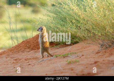 Baby meerkat (Suricata suricatta) è in posizione verticale. Kalahari, Transfrontier National Park, Sudafrica Foto Stock