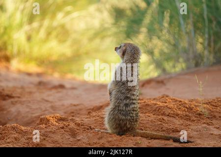 Baby meerkat (Suricata suricatta) è in posizione verticale. Kalahari, Transfrontier National Park, Sudafrica Foto Stock