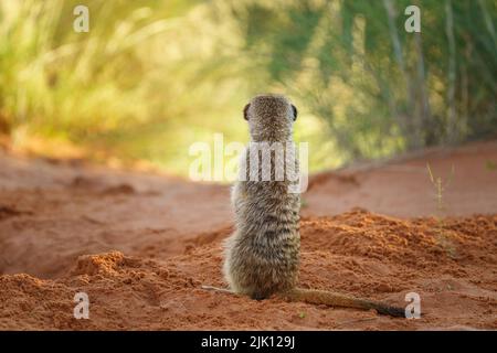 Baby meerkat (Suricata suricatta) è in posizione verticale. Kalahari, Transfrontier National Park, Sudafrica Foto Stock