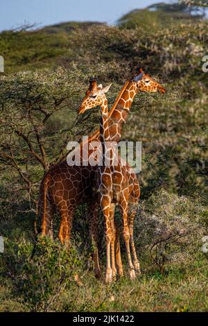 Giraffa reticolata (Giraffa camelopardalis reticulata) (Giraffa reticulata), Riserva Nazionale di Buffalo Springs, Parco Nazionale di Samburu, Kenya Foto Stock