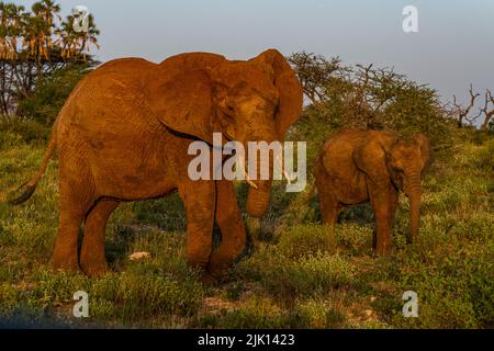 Elefanti africani (Loxodonta), Buffalo Springs National Reserve, Samburu National Park, Kenya Foto Stock