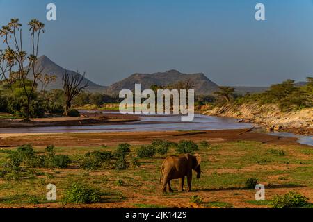 Elefante africano sul fiume Ewaso ng'iro che scorre tra la Riserva Nazionale di Buffalo Springs e il Parco Nazionale di Samburu, Kenya Foto Stock