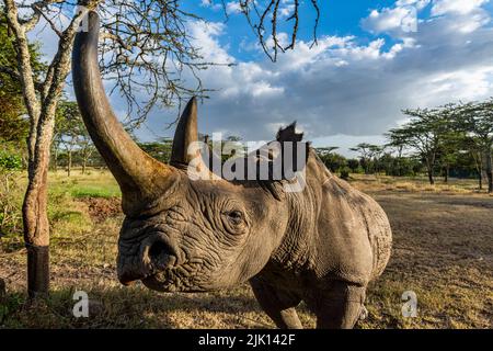 Rinoceronte nero (rhinoceros con chiusura a gancio) (Diceros bicornis), Oi Pejeta Natural Conservancy, Kenya Foto Stock