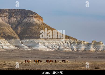 Cavalli selvatici che pascolo di fronte a Sor Tuzbair, un solonchak (palude di sale), Mangystau, Kazakhstan, Asia centrale, Asia Foto Stock