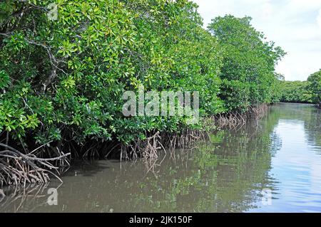 Le mangrovie (Rhizophoraceae) sono protette in tutto il mondo, Yap, Micronesia, Oceano Pacifico, Asia Foto Stock