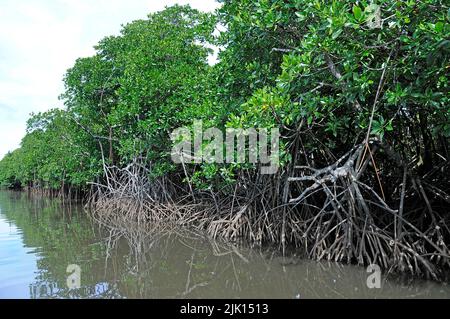 Le mangrovie (Rhizophoraceae) sono protette in tutto il mondo, Yap, Micronesia, Oceano Pacifico, Asia Foto Stock