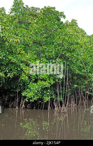 Le mangrovie (Rhizophoraceae) sono protette in tutto il mondo, Yap, Micronesia, Oceano Pacifico, Asia Foto Stock