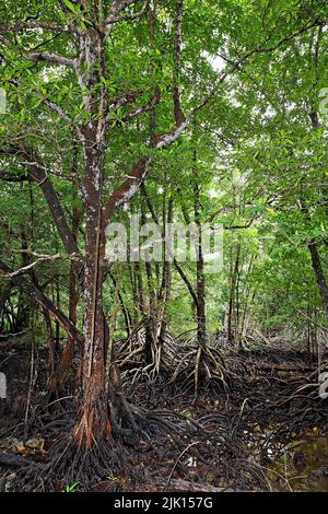 La foresta di mangrovie (Rhizophoraceae) è protetta in tutto il mondo, Palau, Micronesia, Oceano Pacifico, Asia Foto Stock