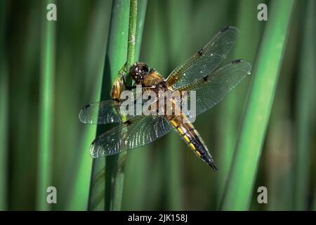 Four Spotted Chaser Dragonfly (Libellula quadrimaculata), Anderton Nature Reserve, Cheshire, Inghilterra, Regno Unito, Europa Foto Stock
