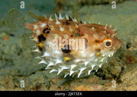 Rospo di Birdbeak arrotondato (Cyclichthys orbicularis), quando in pericolo, inghiottisce l'acqua e si pompa in una palla, Sulawesi, Indonesia Foto Stock