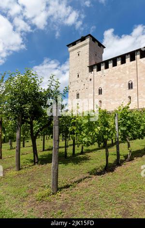 Il vigneto Rocca, Rocca di Angera, Angera, Lago maggiore, provincia di Varese, Lombardia, Laghi italiani, Italia, Europa Foto Stock