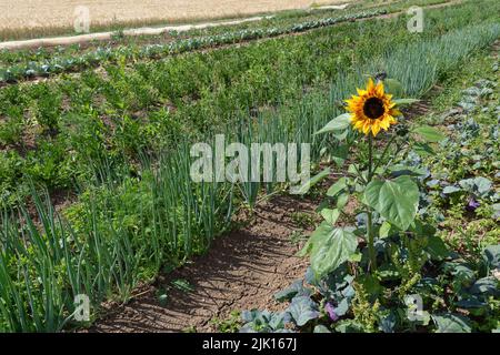 Girasole in un piccolo campo con coltivazione vegetale biologica Foto Stock