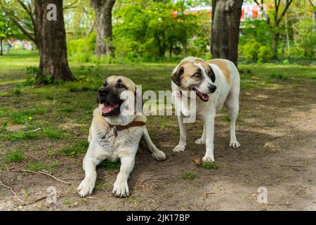 Un fuoco selettivo sparato di un cane pastore Anatolia e un cane di razza mista in un parco rilassante Foto Stock