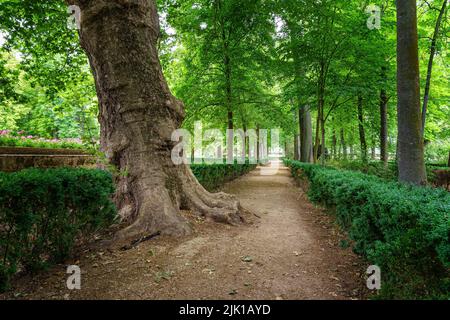 Parco pubblico con grandi alberi e strade sterrate per camminare. Foto Stock