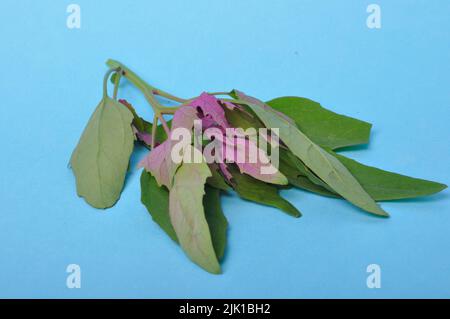 Atriplex hortensis, Chenopod su sfondo blu Foto Stock