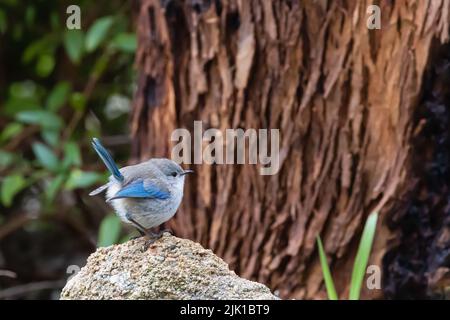 Una bella femmina blu wren sta cantando al mattino Foto Stock