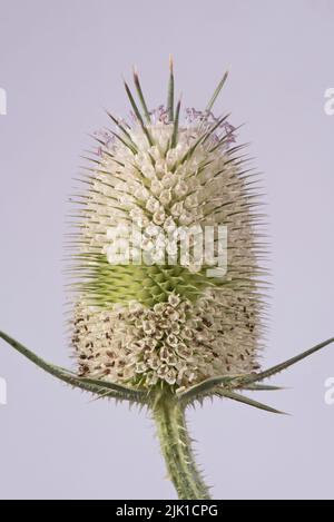 Testa di fiore di Diposacus Fullonum (White willd Teasel) con cintura centrale stretta e fiori che si aprono sopra e sotto, luglio Foto Stock