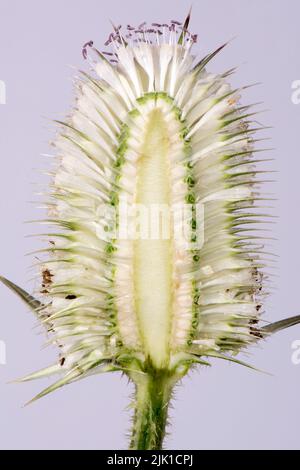 White willd teasel (Diposacus Fullonum) sezione attraverso testa di fiore con cintura centrale vuota stretta con fiori che si aprono sopra e sotto, luglio Foto Stock