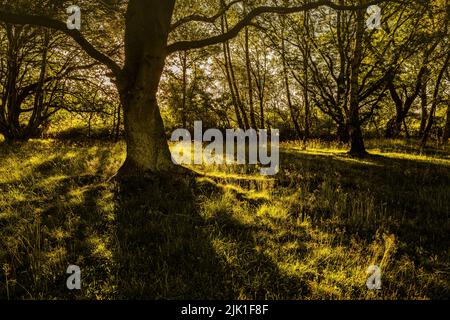 Il sole del mattino presto proietta lunghe ombre. Foto Stock