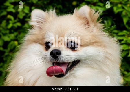 Pomeranian spitz ritratto in primo piano. Spitz a piedi nel parco Foto Stock