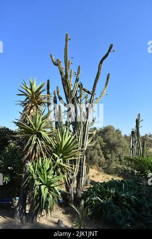 Cactus gargen nell'isola di Mykonos, Grecia. Cylindropuntia è un genere di cactus, che contiene specie comunemente note come collas, native del Messico settentrionale. Foto Stock