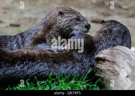 Lontre canadesi che giocano, anche chiamato lontra fluviale nordamericano (Lontra canadensis), lontra fluviale settentrionale e lontra fluviale (lutra canadensis) vicino u Foto Stock