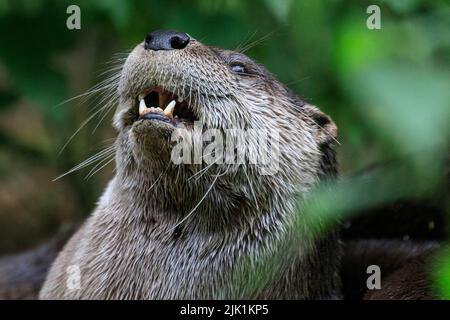 Lontra canadese, chiamata anche lontra fluviale nordamericana (Lontra canadensis), lontra fluviale settentrionale e lontra fluviale (lutra canadensis) primo piano Foto Stock