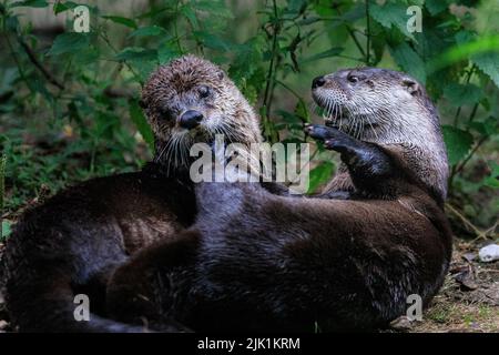 Lontra canadese, chiamata anche lontra fluviale nordamericana (Lontra canadensis), lontra fluviale settentrionale e lontra fluviale (lutra canadensis) primo piano Foto Stock