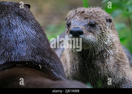 Lontra canadese, chiamata anche lontra fluviale nordamericana (Lontra canadensis), lontra fluviale settentrionale e lontra fluviale (lutra canadensis) primo piano Foto Stock