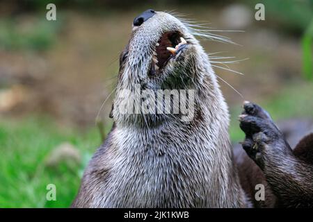 Lontra canadese, chiamata anche lontra fluviale nordamericana (Lontra canadensis), lontra fluviale settentrionale e lontra fluviale (lutra canadensis) primo piano Foto Stock