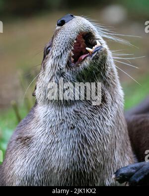 Lontra canadese, chiamata anche lontra fluviale nordamericana (Lontra canadensis), lontra fluviale settentrionale e lontra fluviale (lutra canadensis) primo piano Foto Stock