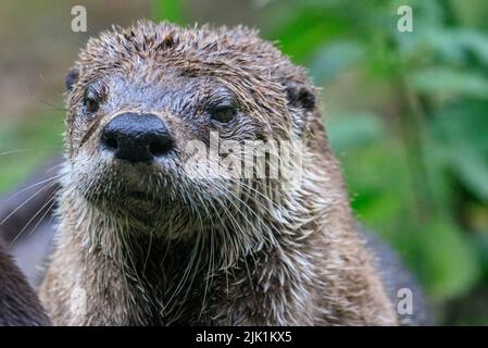 Lontra canadese, chiamata anche lontra fluviale nordamericana (Lontra canadensis), lontra fluviale settentrionale e lontra fluviale (Lutra canadensis) primo piano Foto Stock