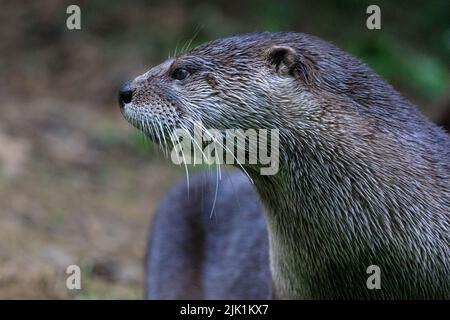 Lontra canadese, chiamata anche lontra fluviale nordamericana (Lontra canadensis), lontra fluviale settentrionale e lontra fluviale (lutra canadensis) primo piano Foto Stock