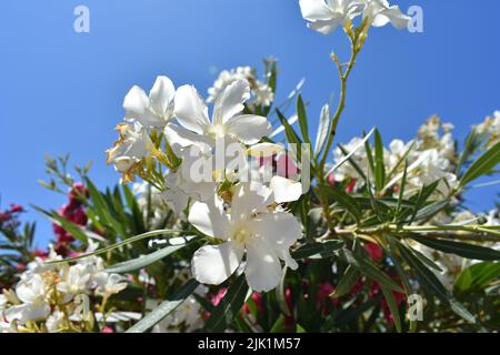 I fiori di oleandro bianco (nome latino: Nerium oleandro), più comunemente conosciuti come oleandro o nerio, sono un arbusto ornamentale Foto Stock