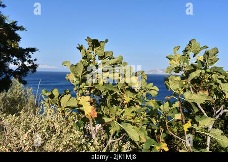 Albero di fichi con frutta fresca (latino Ficus carica) che cresce vicino alla costa nella città di Therma, isola di Ikaria, Grecia Foto Stock