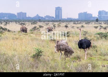 Coppia di struzzi maschili e femminili, struthio camelus, con due rinoceronti bianchi, ceratotherium simum, Parco Nazionale di Nairobi. Lo skyline della città può essere visto in Th Foto Stock