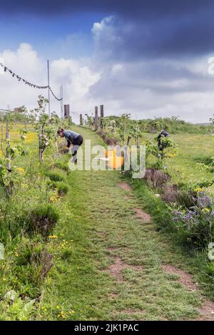 Un volontario che lavora a Newquay Orchard un'iniziativa comunitaria a Newquay in Cornovaglia nel Regno Unito. Foto Stock