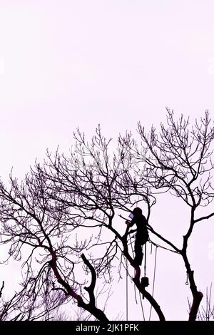 La silhouette di un chirurgo arborista arboricoltore che sale su un albero. Foto Stock