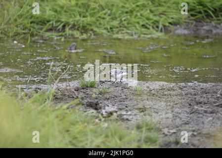 White Wagtail (Motacilla alba) camminando lungo una linea costiera del fiume contro uno sfondo della sponda verde, testa inclinata a terra in Left-Profile, nel mese di giugno nel Regno Unito Foto Stock