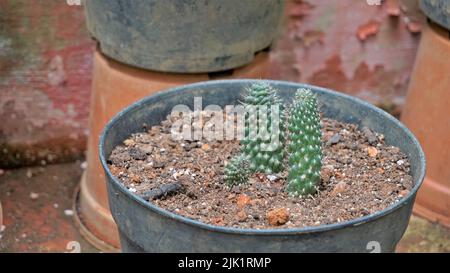 Belle piante interne di vaso di cactus di Austrocylindropuntia subulata da un giardino di vivaio. Noto anche come ago eves pin and eves. Foto Stock