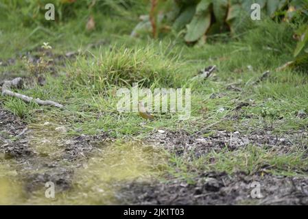 Verdfinch europeo (Carduelis chloris) in piedi sul terreno accanto ad un fiume, con erba sfondo e Foliage tutto intorno, sull'isola di Man, Regno Unito Foto Stock