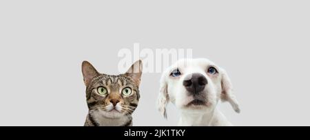 Banner due animali, gatto e cane cercando. Isolato su sfondo grigio bianco Foto Stock