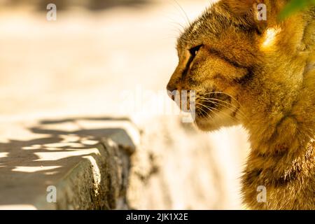 Primo piano Un gatto con una combinazione di colori nero, arancione e marrone, un animale domestico che sta tendendo nella società musulmana Foto Stock