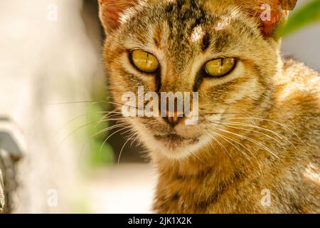 Primo piano Un gatto con una combinazione di colori nero, arancione e marrone, un animale domestico che sta tendendo nella società musulmana Foto Stock