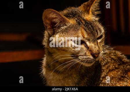 Primo piano Un gatto con una combinazione di colori nero, arancione e marrone, un animale domestico che sta tendendo nella società musulmana Foto Stock