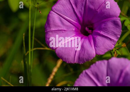 Ipomoea setifera Poir fiore che è in fiore è a forma di una tromba viola, sfocato verde fogliame sfondo Foto Stock